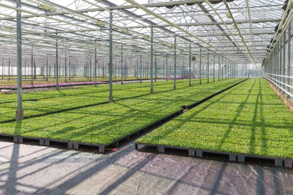 plants in greenhouse